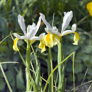 Iris 'Symphony'