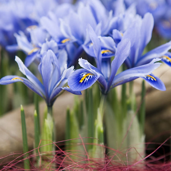 Iris reticulata 'Alida' - Botanus