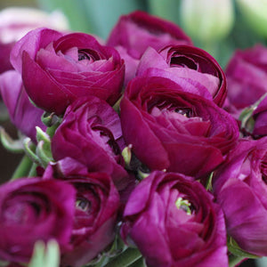 Ranunculus 'Pauline'
