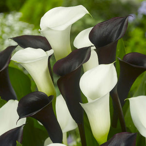 Checkerboard Calla Mix