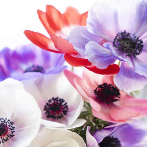 Anemone Carmel Pastel Mix