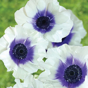 Anemone 'Rainbow Blueberry'