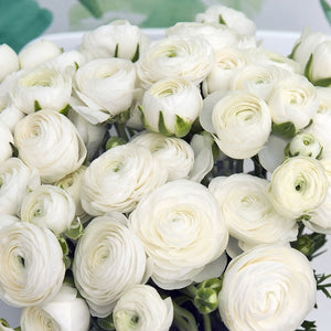 Ranunculus 'Amandine White'
