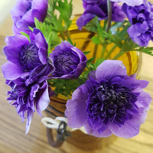 Anemone de Caen 'Fullstar Blue'