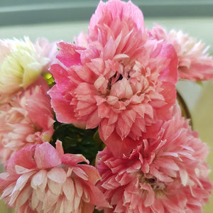 Anemone de Caen 'Fullstar Pink'