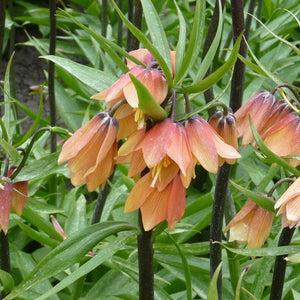 Fritillaria imperialis 'Early Fantasy'