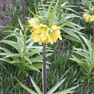 Fritillaria imperialis 'Early Sensation'