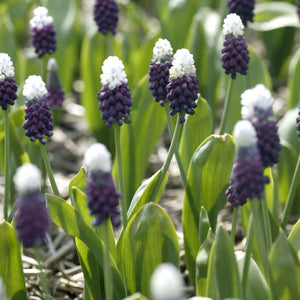 Muscari 'Grape Ice'