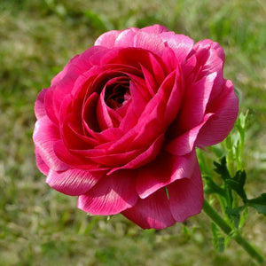 Ranunculus 'Amandine Bonbon'