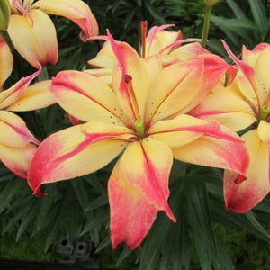 Delicate Joy Novelty Lily