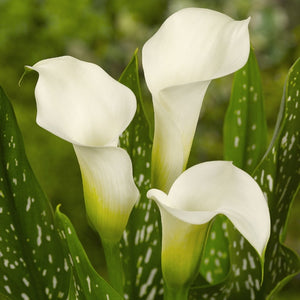 Calla 'Snowstorm'