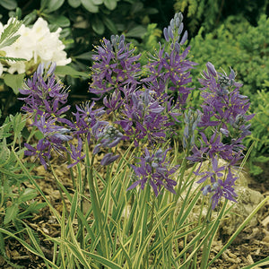 Camassia 'Blue Melody'