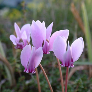 Cyclamen neapolitanum