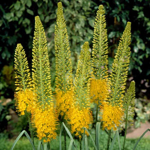 Eremurus bungei