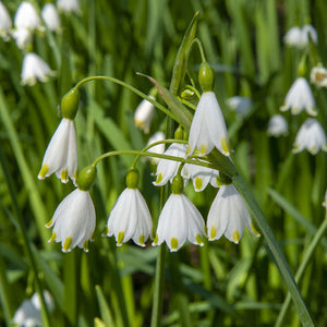 Leucojum aestivum