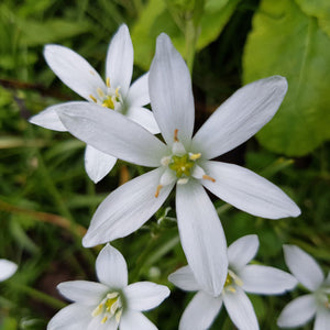 Ornithogalum nutans