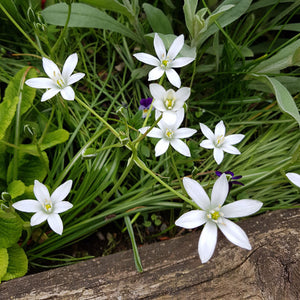 Ornithogalum nutans