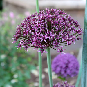 Allium atropurpureum