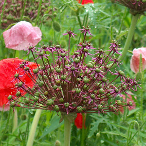 Allium atropurpureum