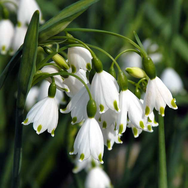 Leucojum aestivum 'Gravetye Giant' - Botanus