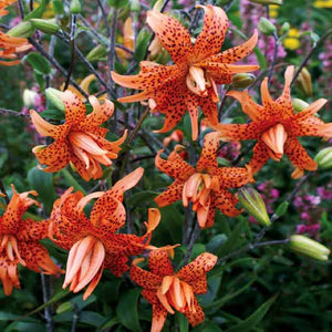 Tigrinum flore pleno Novelty Lily