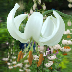 Snowy Morning Novelty Lily