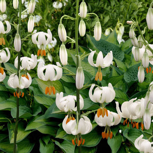 Snowy Morning Novelty Lily