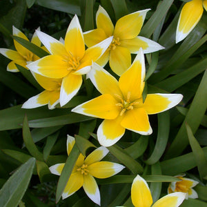 Dasystemon Tarda Mini Botanical Tulip