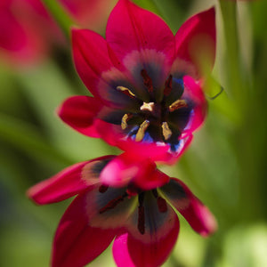 Little Beauty Mini Botanical Tulip