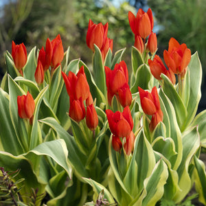 Praestans unicum Mini Botanical Tulip
