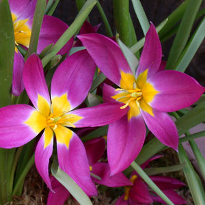 Pulchella Eastern Star Mini Botanical Tulip