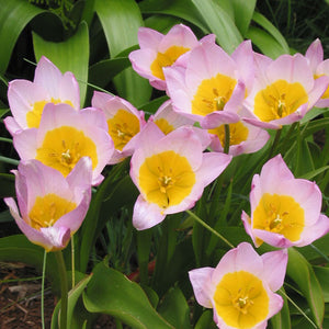 Saxatilis Mini Botanical Tulip