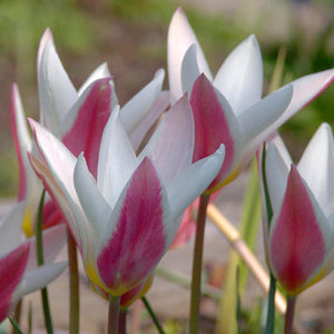 Peppermint Stick Mini Botanical Tulip