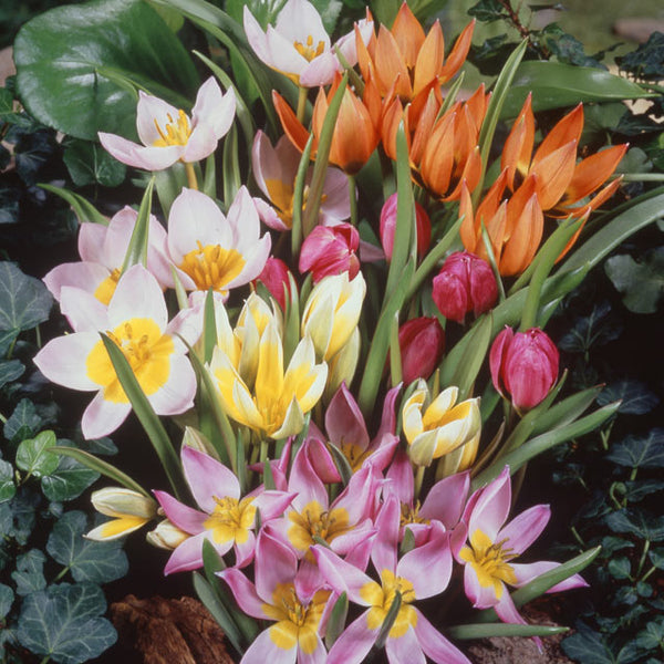 Mini Botanical Tulip Mix - Botanus