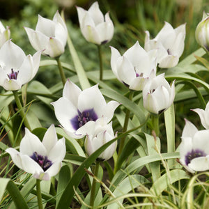 Humilis Alba Coerulea Oculata Mini Botanical Tulip
