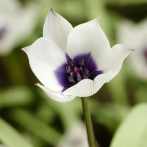 Humilis Alba Coerulea Oculata Mini Botanical Tulip