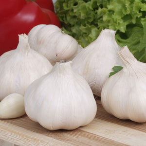 Music Hardneck Garlic