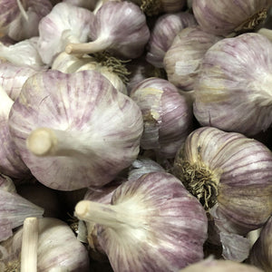 Legacy Rocambole Hardneck Garlic
