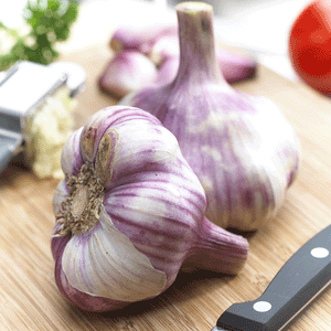 Metechi Hardneck Garlic