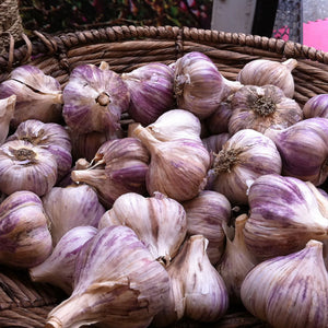 Siberian Hardneck Garlic