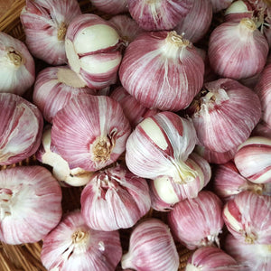 Mexican Purple Hardneck Garlic