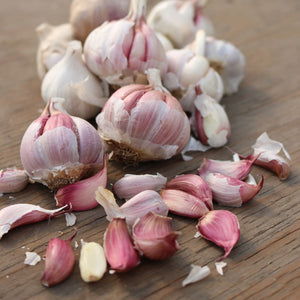 Spanish Roja Rocambole Hardneck Garlic