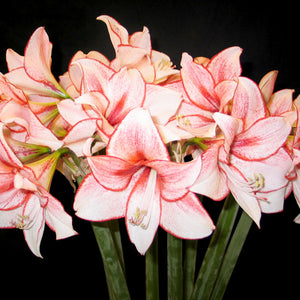 Charisma Dutch Amaryllis