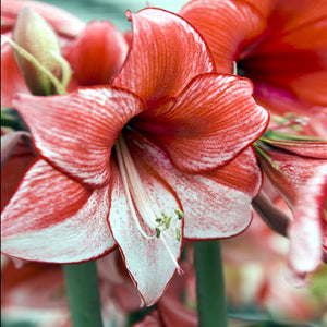 Charisma Dutch Amaryllis