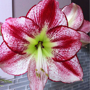 Flamenco Queen Dutch Amaryllis