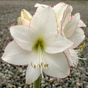 Picotee Novelty Amaryllis