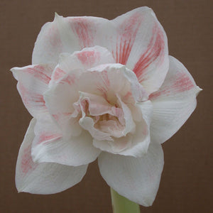 Nymph Novelty Amaryllis