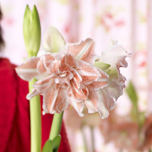 Nymph Novelty Amaryllis