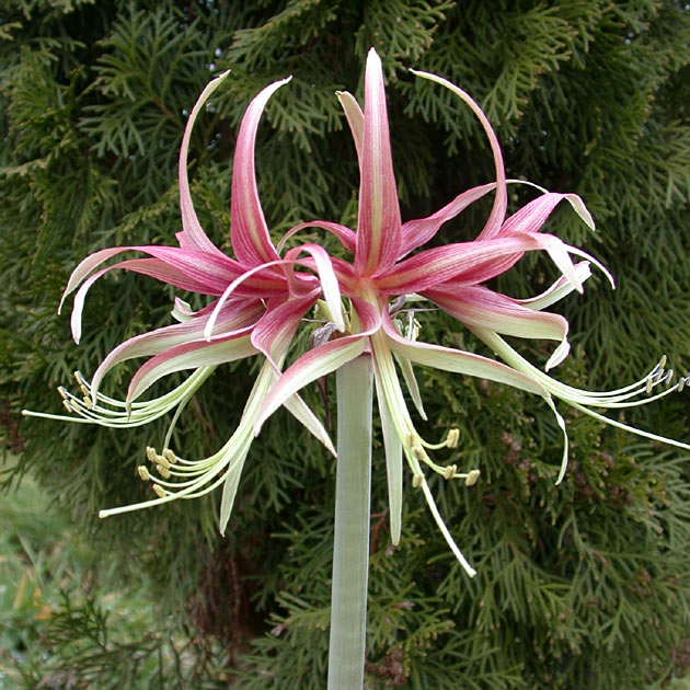 Chico Novelty Amaryllis - Botanus