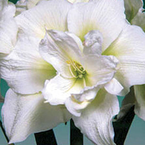 White Nymph Novelty Amaryllis